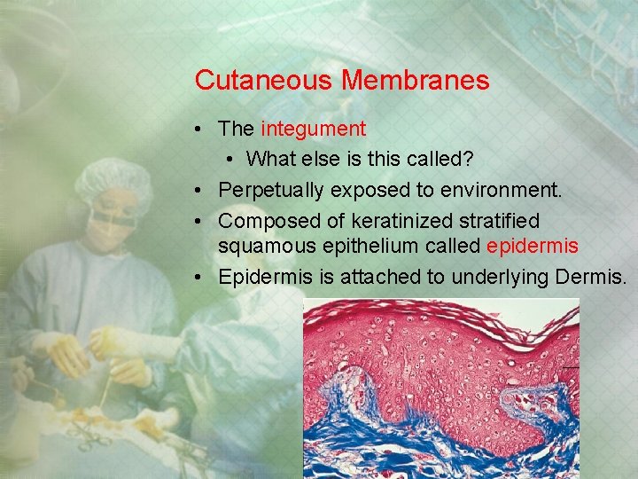Cutaneous Membranes • The integument • What else is this called? • Perpetually exposed Cutaneous Membranes • The integument • What else is this called? • Perpetually exposed