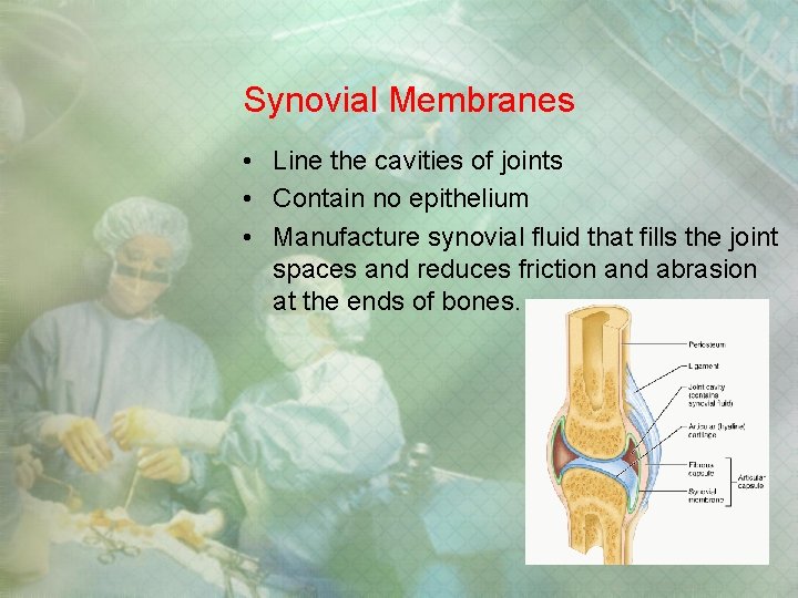 Synovial Membranes • Line the cavities of joints • Contain no epithelium • Manufacture Synovial Membranes • Line the cavities of joints • Contain no epithelium • Manufacture