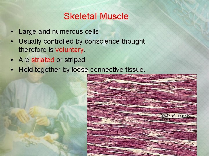Skeletal Muscle • Large and numerous cells • Usually controlled by conscience thought therefore Skeletal Muscle • Large and numerous cells • Usually controlled by conscience thought therefore