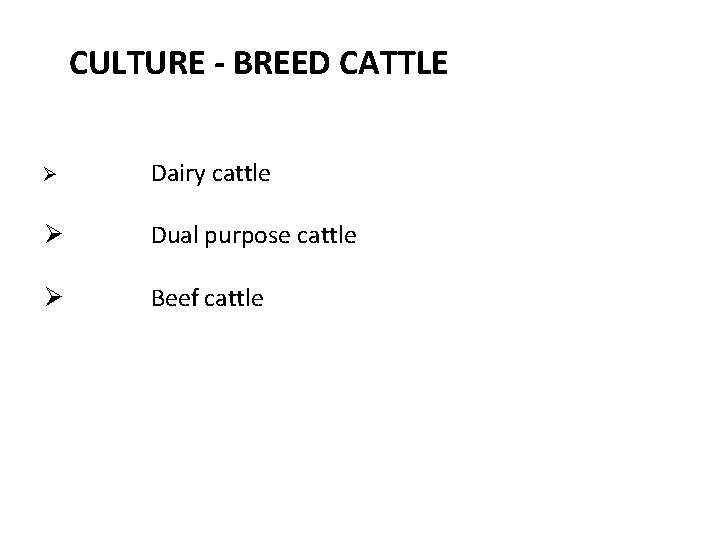 CULTURE - BREED CATTLE Ø Dairy cattle Ø Dual purpose cattle Ø Beef cattle