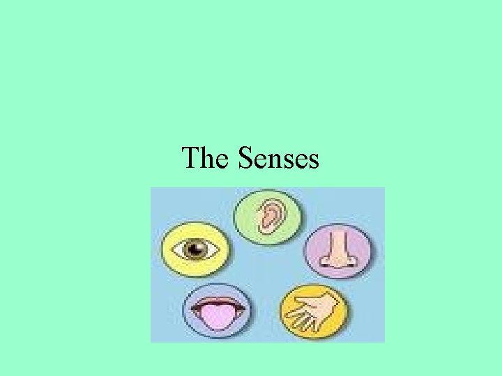 The Senses 