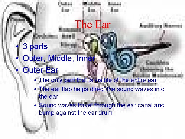 The Ear • 3 parts • Outer, Middle, Inner • Outer Ear • The