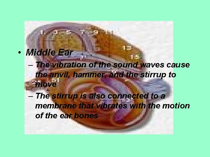  • Middle Ear – The vibration of the sound waves cause the anvil,