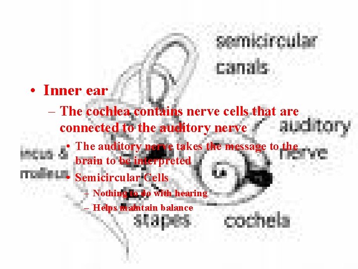  • Inner ear – The cochlea contains nerve cells that are connected to