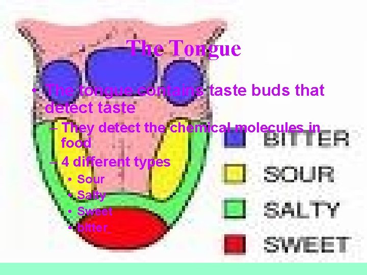 The Tongue • The tongue contains taste buds that detect taste – They detect