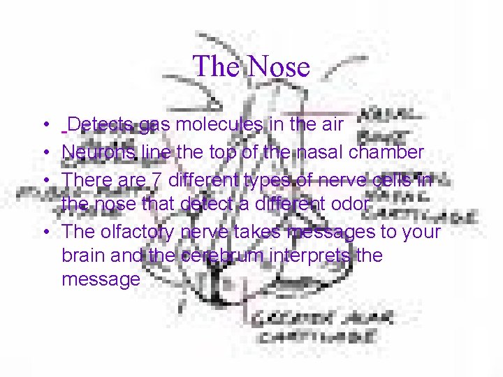 The Nose • Detects gas molecules in the air • Neurons line the top