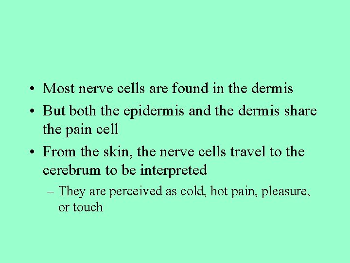  • Most nerve cells are found in the dermis • But both the