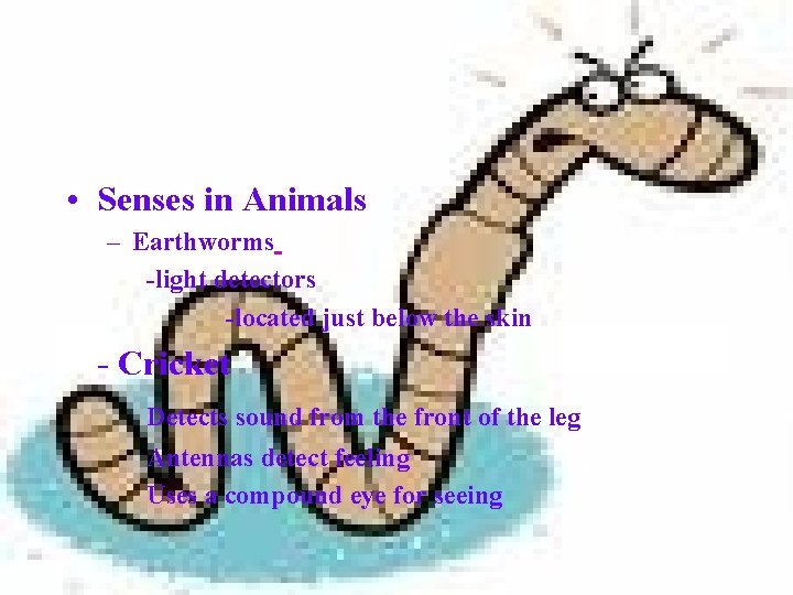  • Senses in Animals – Earthworms -light detectors -located just below the skin