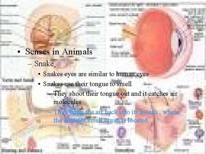  • Senses in Animals – Snake • Snakes eyes are similar to human