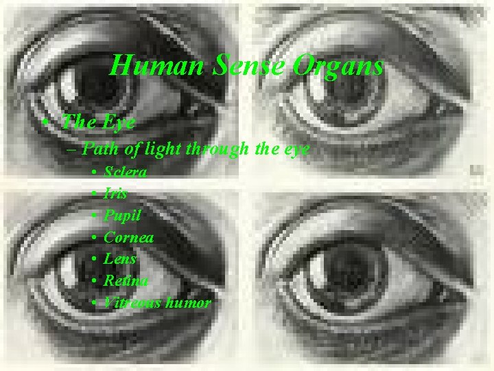 Human Sense Organs • The Eye – Path of light through the eye •