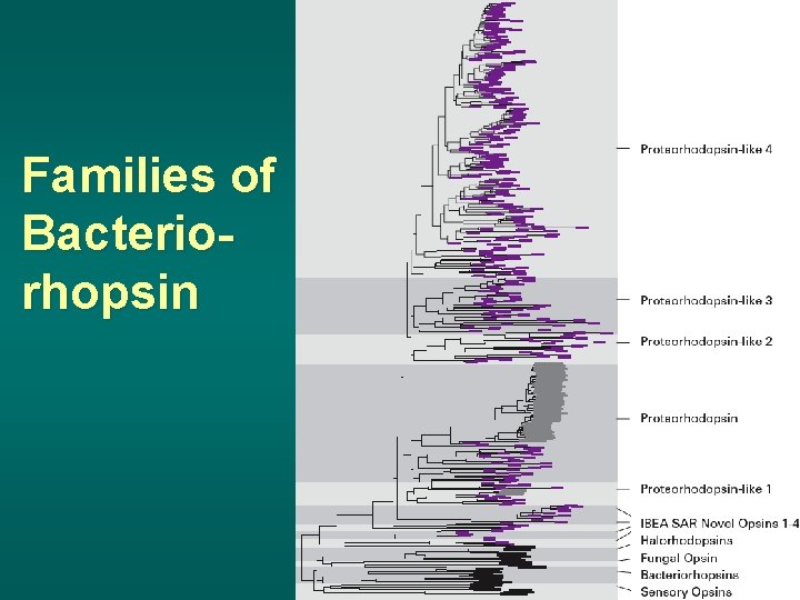 Families of Bacteriorhopsin 