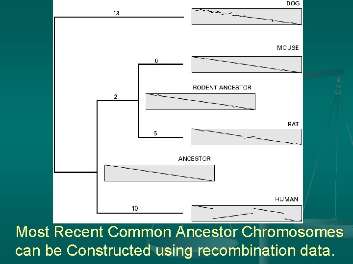 Most Recent Common Ancestor Chromosomes can be Constructed using recombination data. 