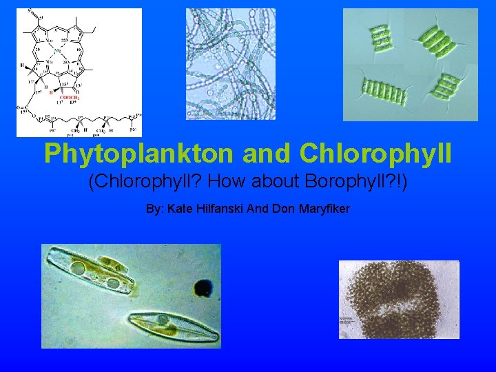 Phytoplankton and Chlorophyll (Chlorophyll? How about Borophyll? !) By: Kate Hilfanski And Don Maryfiker