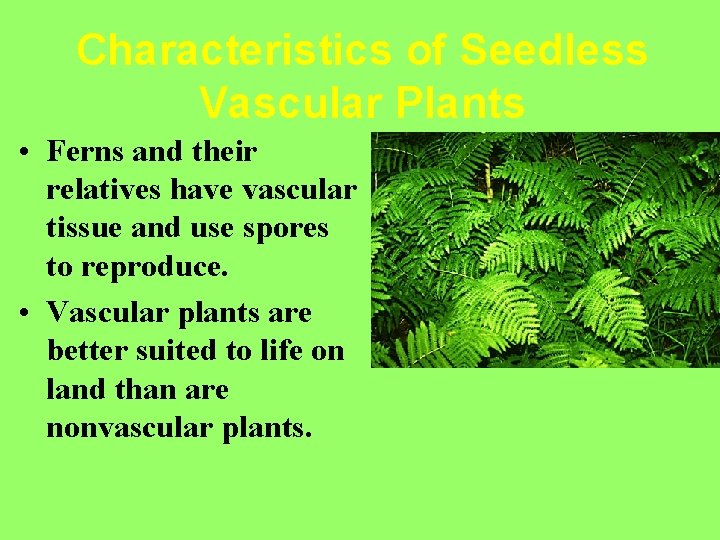 Characteristics of Seedless Vascular Plants • Ferns and their relatives have vascular tissue and