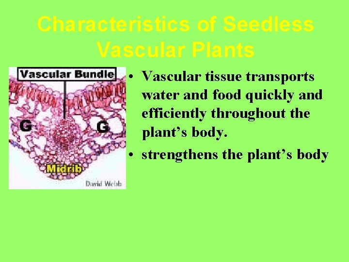 Characteristics of Seedless Vascular Plants • Vascular tissue transports water and food quickly and