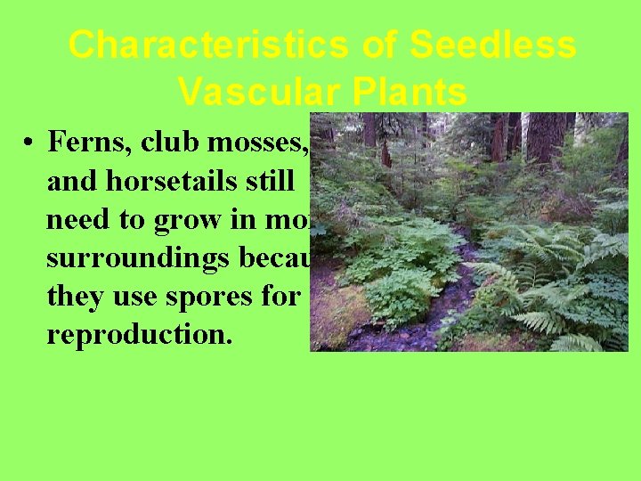 Characteristics of Seedless Vascular Plants • Ferns, club mosses, and horsetails still need to