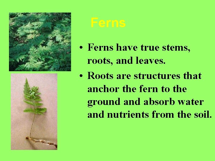 Ferns • Ferns have true stems, roots, and leaves. • Roots are structures that
