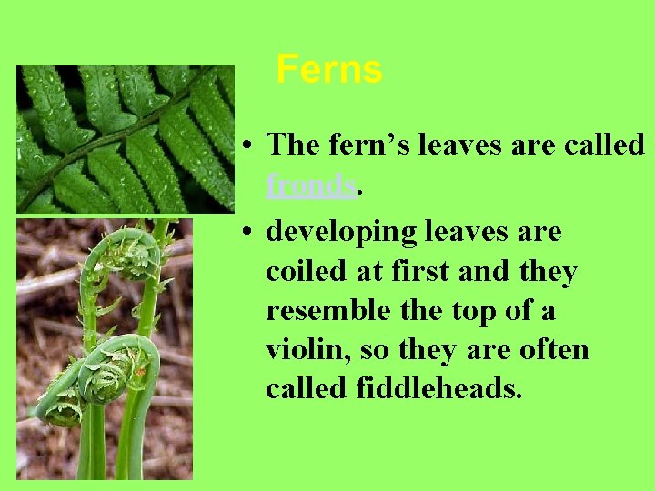 Ferns • The fern’s leaves are called fronds. • developing leaves are coiled at