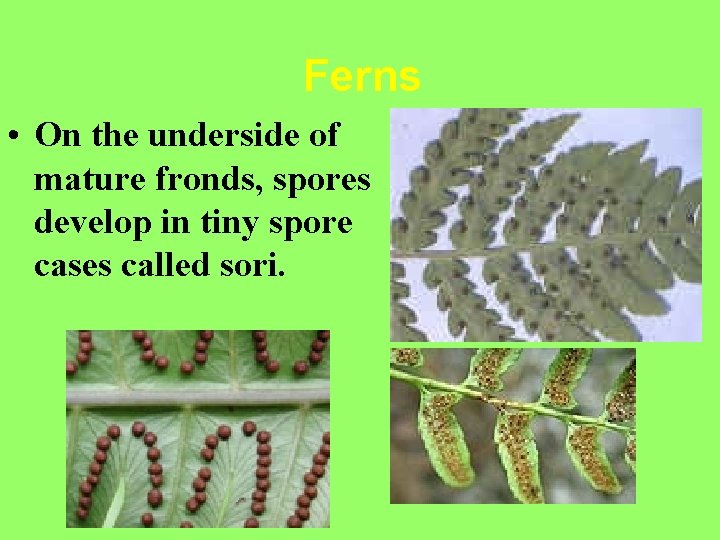 Ferns • On the underside of mature fronds, spores develop in tiny spore cases