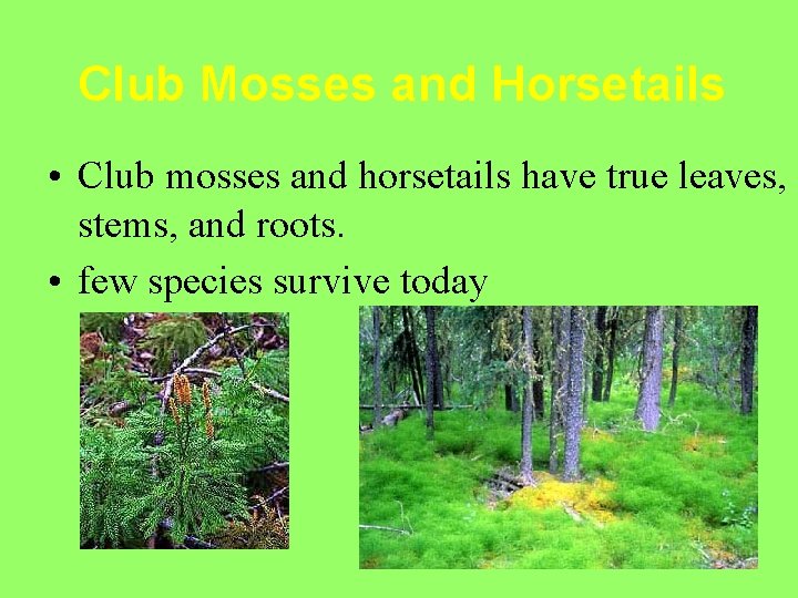 Club Mosses and Horsetails • Club mosses and horsetails have true leaves, stems, and