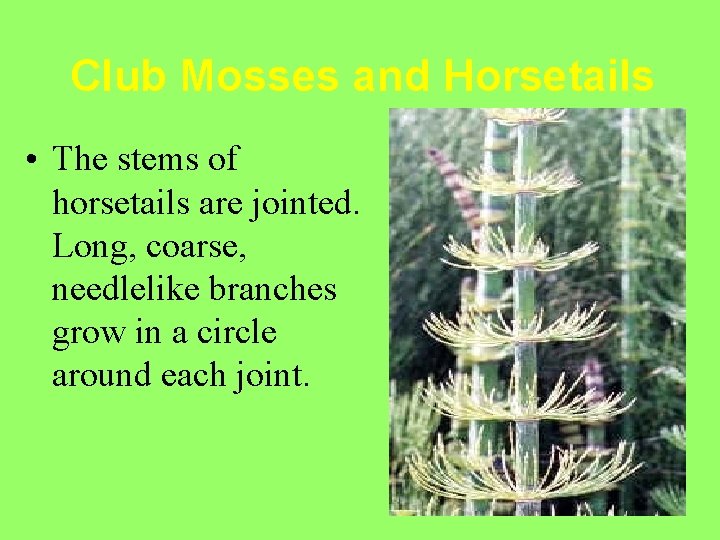 Club Mosses and Horsetails • The stems of horsetails are jointed. Long, coarse, needlelike