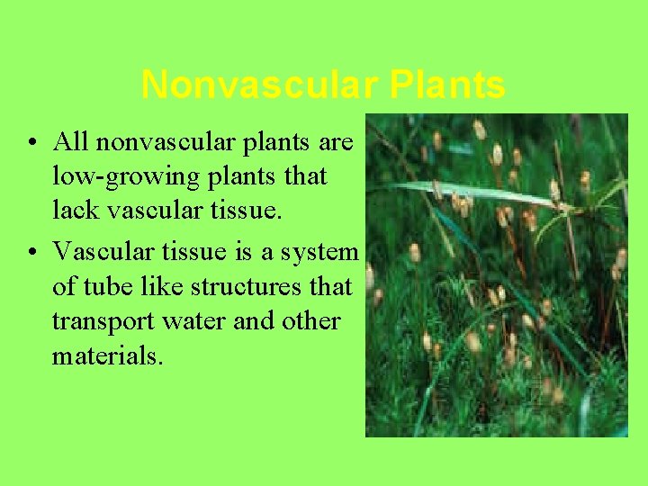 Nonvascular Plants • All nonvascular plants are low-growing plants that lack vascular tissue. •