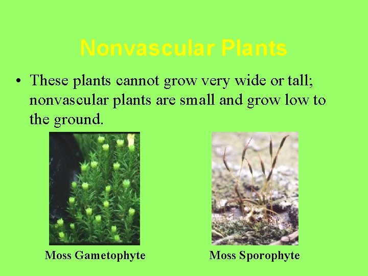 Nonvascular Plants • These plants cannot grow very wide or tall; nonvascular plants are
