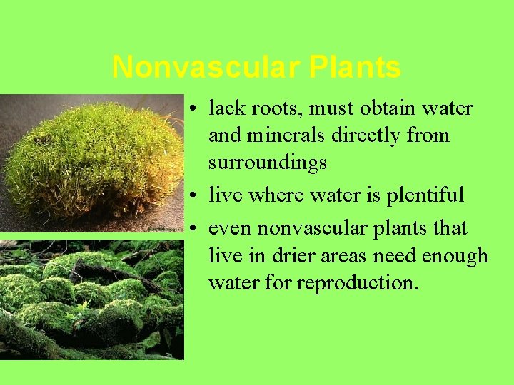 Nonvascular Plants • lack roots, must obtain water and minerals directly from surroundings •