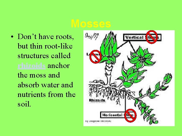 Mosses • Don’t have roots, but thin root-like structures called rhizoids anchor the moss