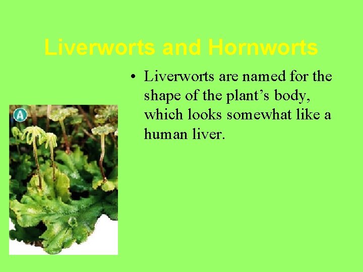 Liverworts and Hornworts • Liverworts are named for the shape of the plant’s body,