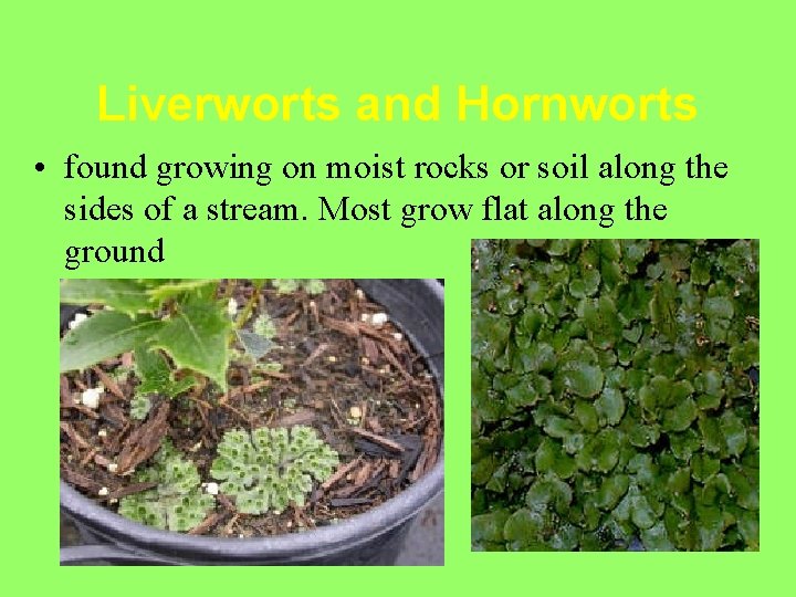 Liverworts and Hornworts • found growing on moist rocks or soil along the sides