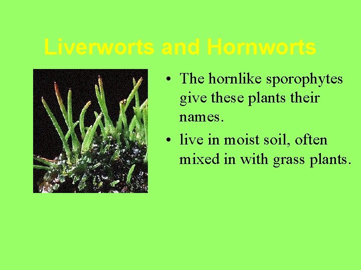 Liverworts and Hornworts • The hornlike sporophytes give these plants their names. • live