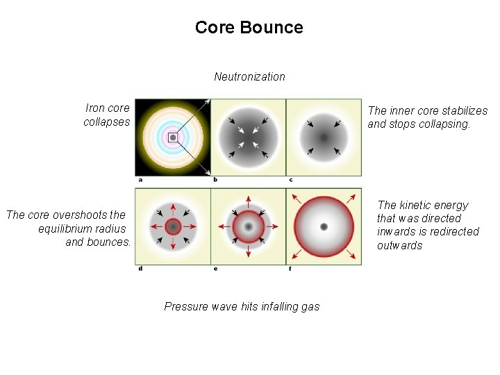 Core Bounce Neutronization Iron core collapses The inner core stabilizes and stops collapsing. The