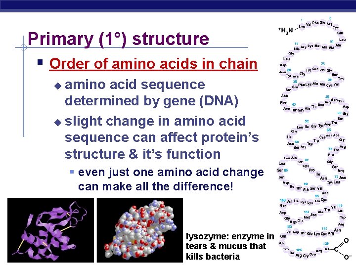 Primary (1°) structure Order of amino acids in chain amino acid sequence determined by