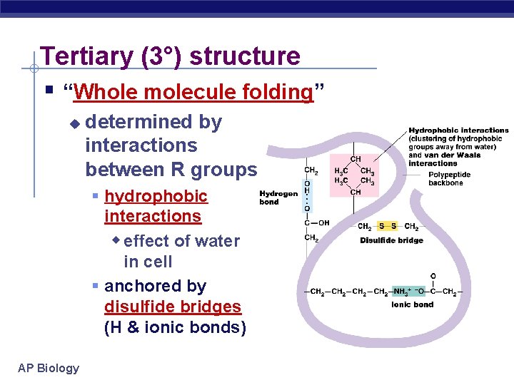 Tertiary (3°) structure “Whole molecule folding” determined by interactions between R groups hydrophobic interactions