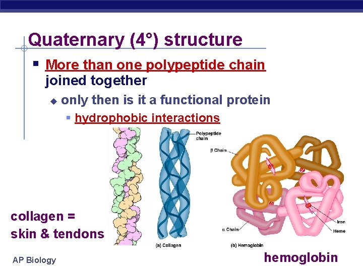 Quaternary (4°) structure More than one polypeptide chain joined together only then is it