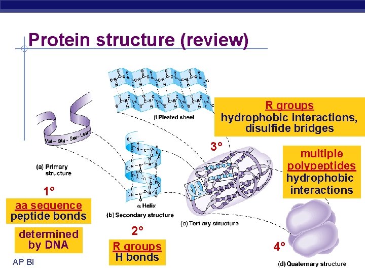Protein structure (review) R groups hydrophobic interactions, disulfide bridges 3° multiple polypeptides hydrophobic interactions