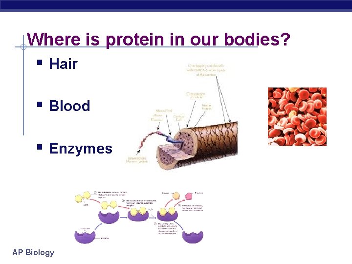 Where is protein in our bodies? Hair Blood Enzymes AP Biology 