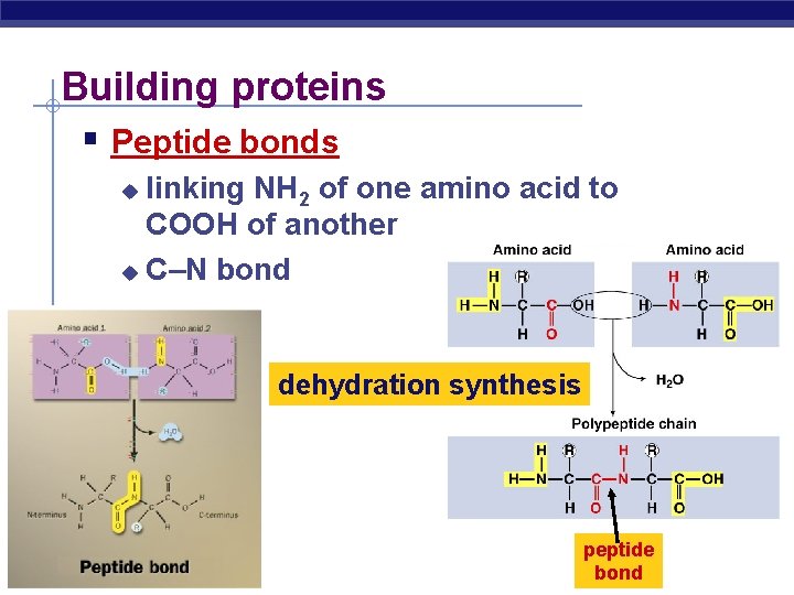 Building proteins Peptide bonds linking NH 2 of one amino acid to COOH of