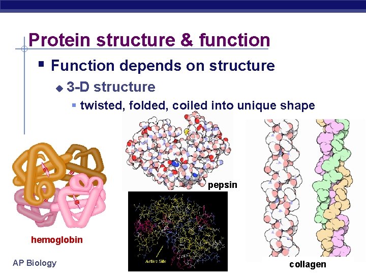 Protein structure & function Function depends on structure 3 -D structure twisted, folded, coiled