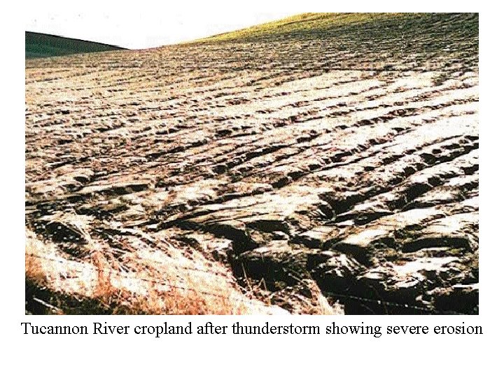 Tucannon River cropland after thunderstorm showing severe erosion Tucannon River cropland after thunderstorm showing severe erosion