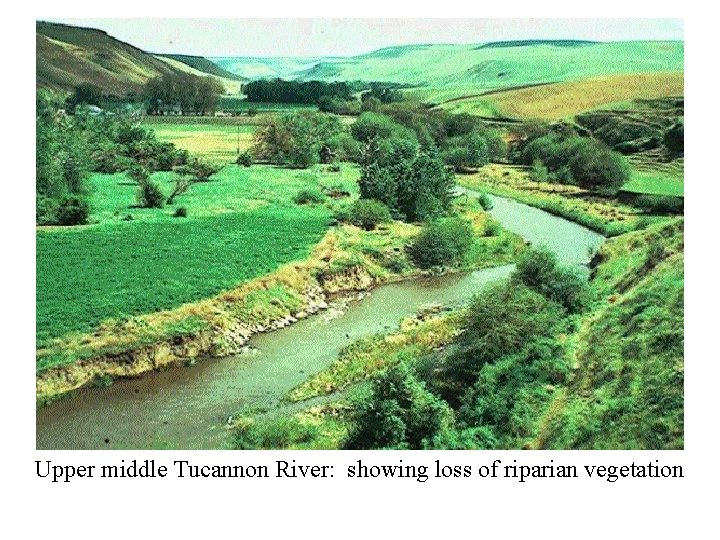 Upper middle Tucannon River: showing loss of riparian vegetation Upper middle Tucannon River: showing loss of riparian vegetation