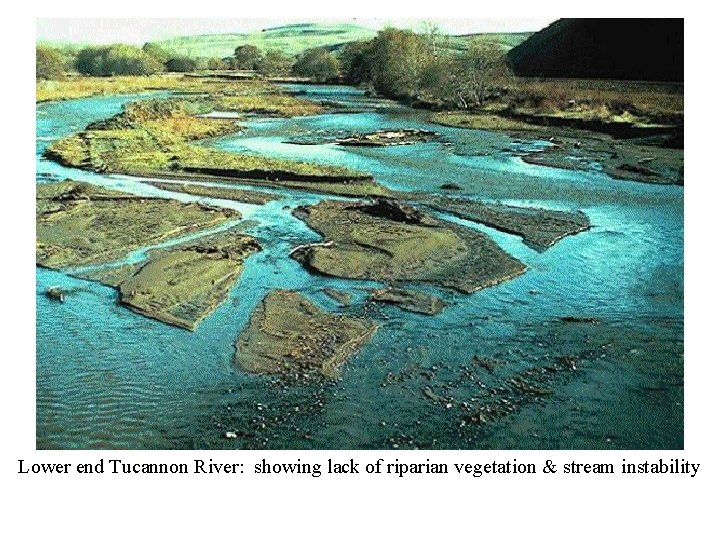 Lower end Tucannon River: showing lack of riparian vegetation & stream instability Lower end Tucannon River: showing lack of riparian vegetation & stream instability