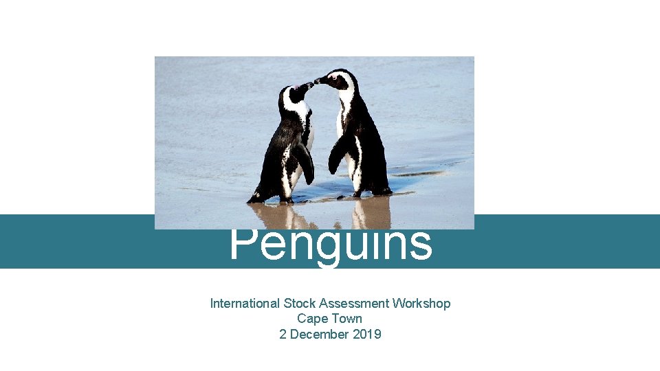 Penguins International Stock Assessment Workshop Cape Town 2 December 2019 