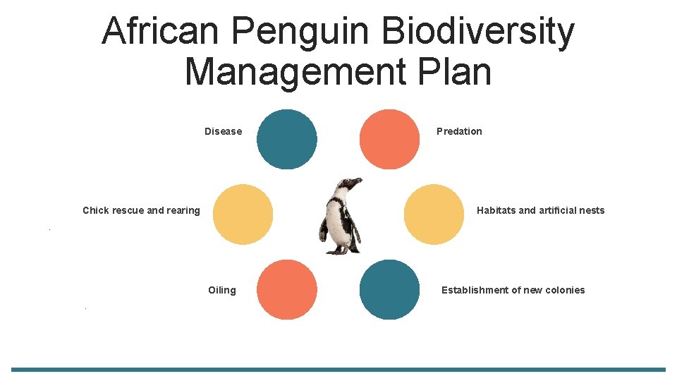 African Penguin Biodiversity Management Plan Disease Chick rescue and rearing Predation Habitats and artificial