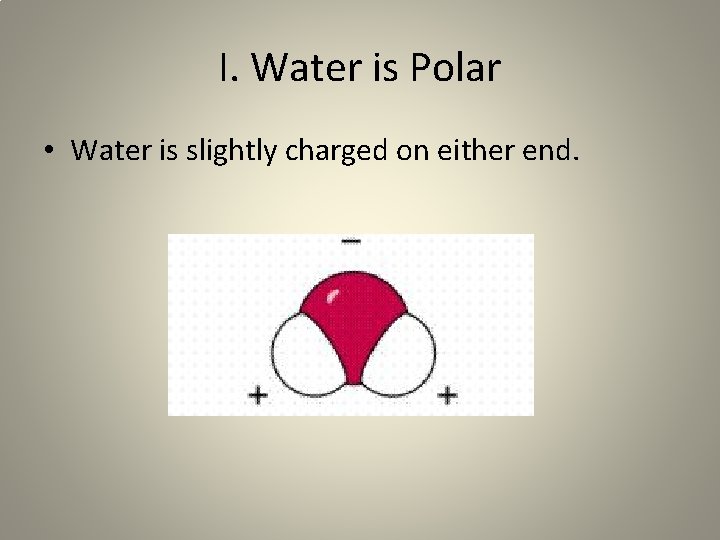 I. Water is Polar • Water is slightly charged on either end. 