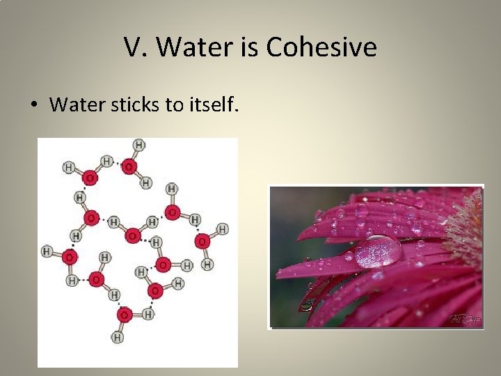 V. Water is Cohesive • Water sticks to itself. 