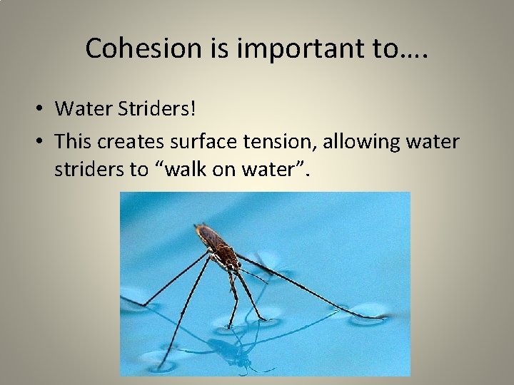 Cohesion is important to…. • Water Striders! • This creates surface tension, allowing water