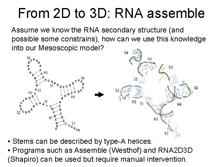 From 2 D to 3 D: RNA assemble Assume we know the RNA secondary