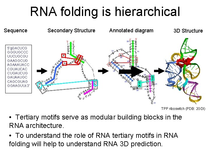 RNA folding is hierarchical Sequence Secondary Structure Annotated diagram 3 D Structure 5‘g. GACUCG